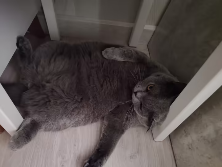 cat under the chair, relaxed, too big to fit under the chair in star position, so her head bumps into one of the legs