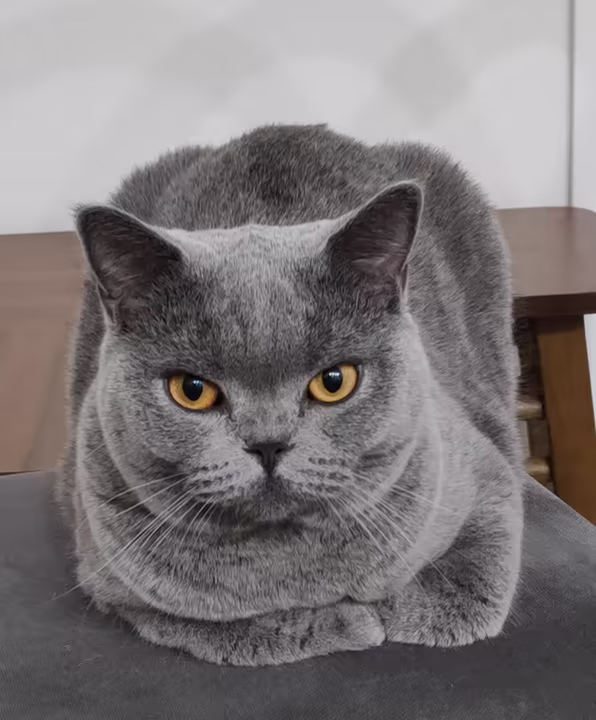 Gray cat sitting on a soft chair in loaf position with crossed paws. Amber eyes and short fur. But whiskers are long